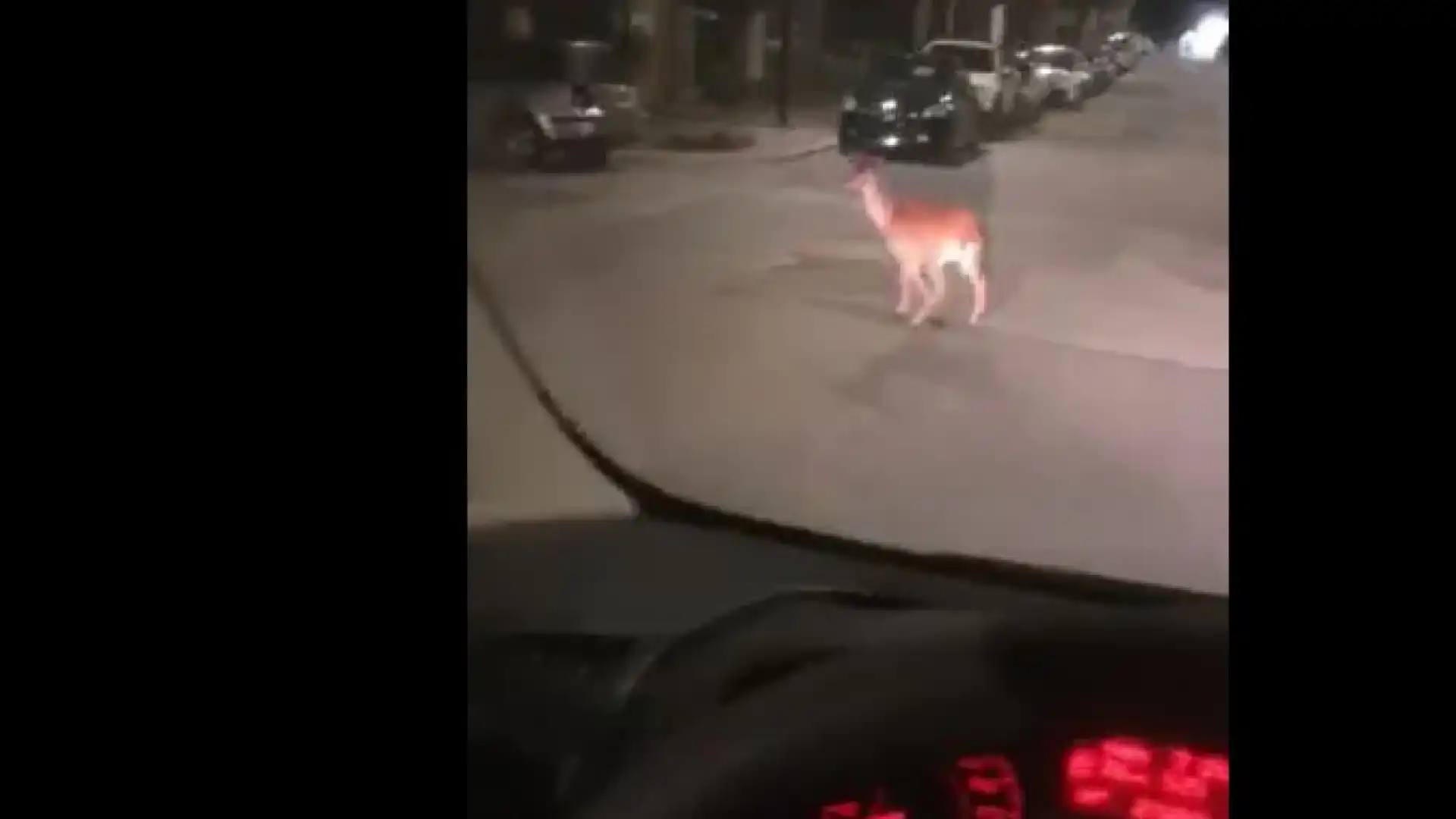 Capriolo a spasso lungo il corso di Venafro nella serata di ieri.